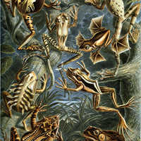 Frogs by Ernst Haeckel Puzzle