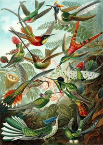 Hummingbirds by Ernst Haeckel Puzzle