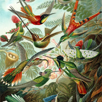 Hummingbirds by Ernst Haeckel Puzzle