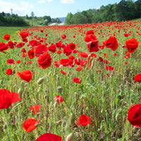 Field of Poppies Puzzle