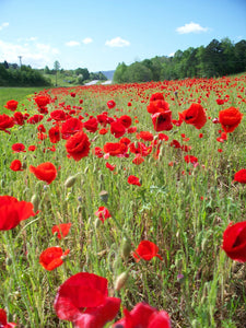 Field of Poppies Puzzle