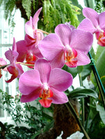 Pink Orchids Puzzle
