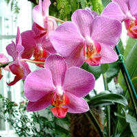 Pink Orchids Puzzle