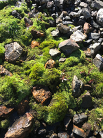 Green Mountain Moss Puzzle
