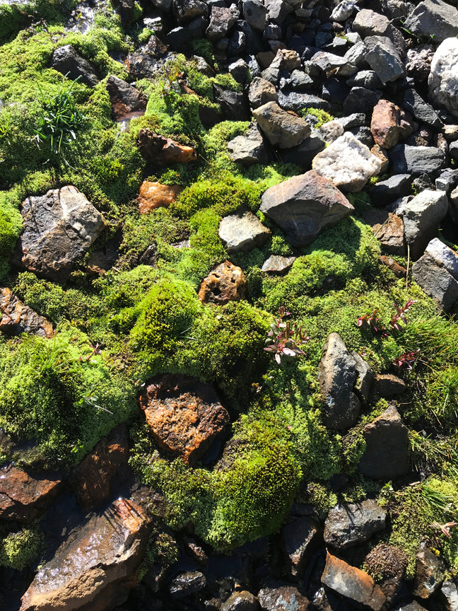 Green Mountain Moss Puzzle