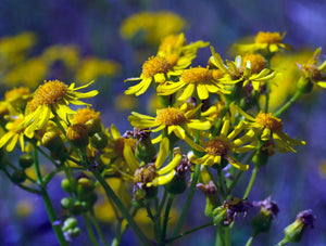 Yellow Flowers Puzzle