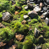 Green Mountain Moss Puzzle