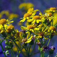 Yellow Flowers Puzzle