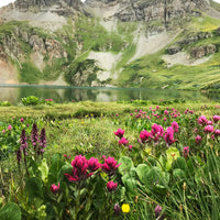 Wildflowers at Clear Lake Puzzle