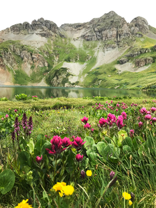 Wildflowers at Clear Lake Puzzle