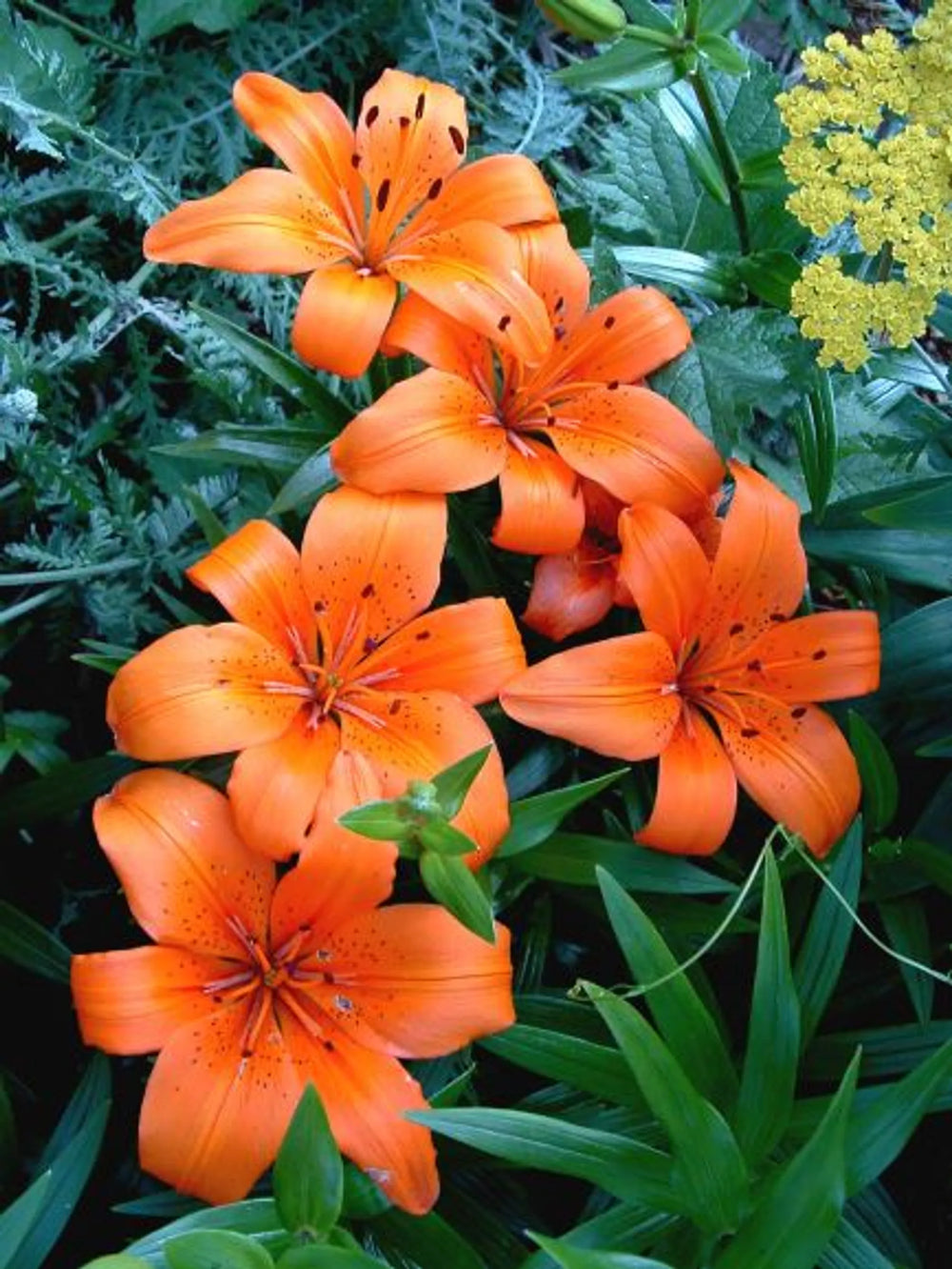 Lilies in the Garden Puzzle