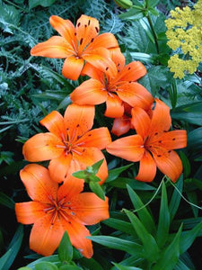 Lilies in the Garden Puzzle