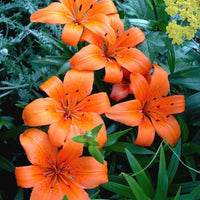 Lilies in the Garden Puzzle