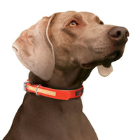 Play Glow Collar
