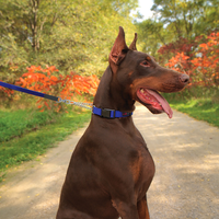 Play Martingale Collar
