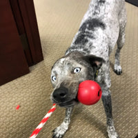 USA-K9 Cherry Bomb Durable Rubber Chew Toy, Treat Dispenser, Reward Toy, Tug Toy, and Retrieving Toy
