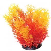 Underwater Treasures Orange Cabomba