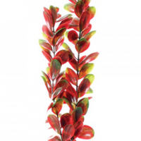 Underwater Treasures Red/Green Bacopa