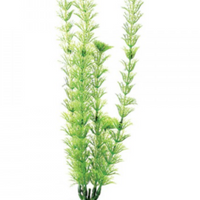 Underwater Treasures Green Cabomba