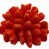 Underwater Treasures Polyped Coral