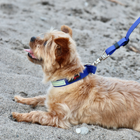 Play Martingale Collar
