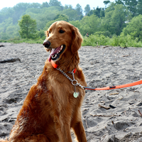 Play Martingale Collar
