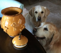 Carmel Ceramica Dog Food/Water Bowl
