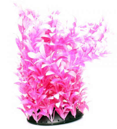 Underwater Treasures White Tipped Ludwigia - 12