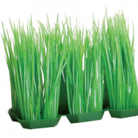 Underwater Treasures Foregrounder - Green Hairgrass (6 Pod) - 4"