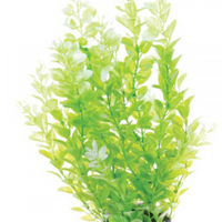 Underwater Treasures White Tipped Cardamine - 12"