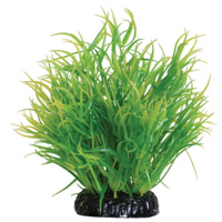 Underwater Treasures Lemon Grass - 6"