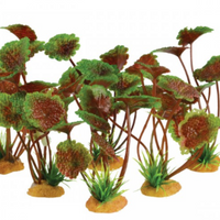 Underwater Treasures 4 Grounder Purple Cardamine - 3.5" - 6 pk