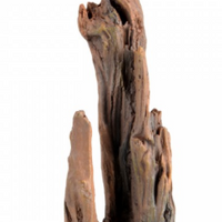 Underwater Treasures Petrified Wood - Small