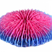 Underwater Treasures Plate Coral - Pink - Small
