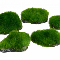 Underwater Treasures Mini Moss Rock - 5 pk