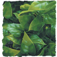 Zoo Med Mexican Phyllo - Medium