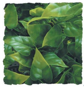 Zoo Med Mexican Phyllo - Medium