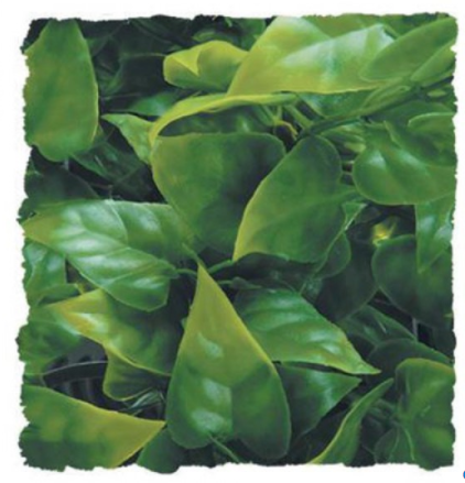Zoo Med Mexican Phyllo - Medium